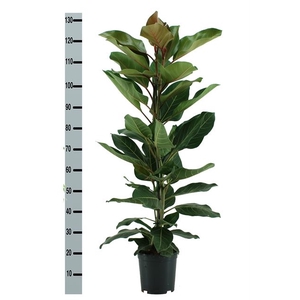 Ficus benghalensis Joy 21Ø 130cm 3pp