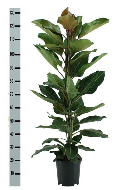 Ficus benghalensis Joy 21Ø 130cm 3pp