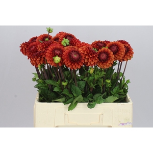 Dahlia Brown Sugar