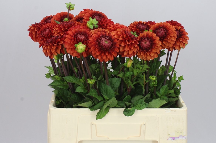 <h4>Dahlia Brown Sugar</h4>
