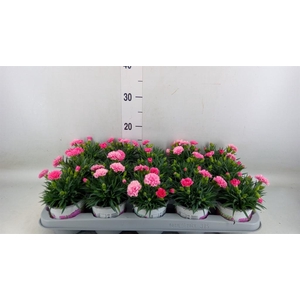 Dianthus  'I Love U'