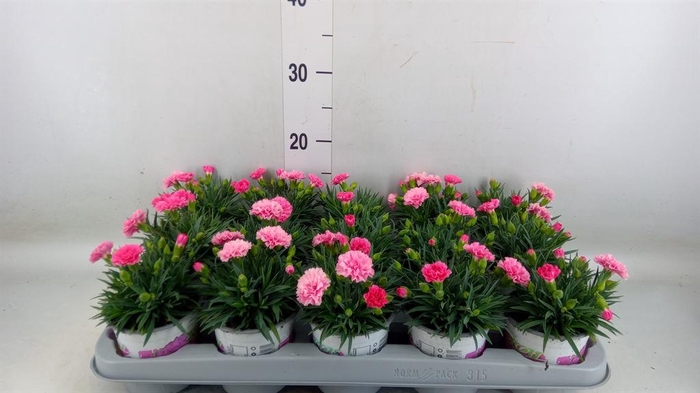 <h4>Dianthus  'I Love U'</h4>