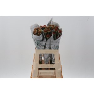 Scab Marshmellow Scoop 60cm ECU