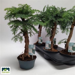 Bonsai Araucaria Cunninghamii