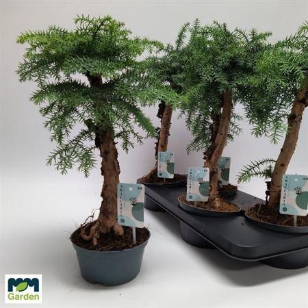 <h4>Bonsai Araucaria Cunninghamii</h4>
