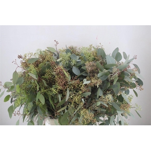 Euca Populus Berry 300gr P Bunch