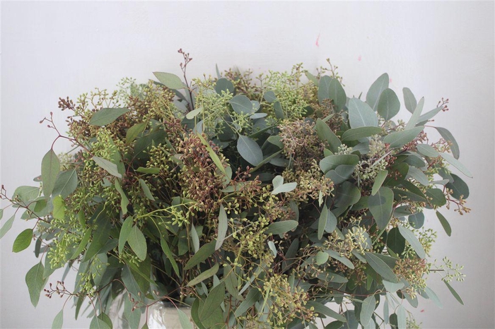 <h4>Euca Populus Berry 300gr P Bunch</h4>