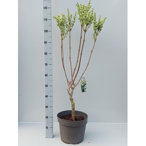 SYRI V MME F STEPMAN