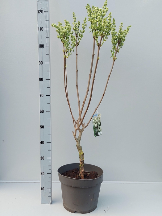 <h4>SYRI V MME F STEPMAN</h4>