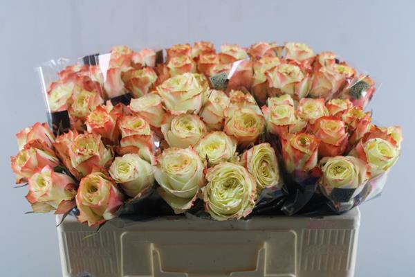 <h4>R Gr Adventure L50</h4>