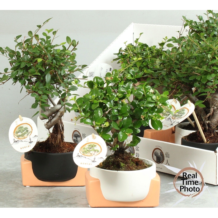 <h4>BONSAI GEM</h4>