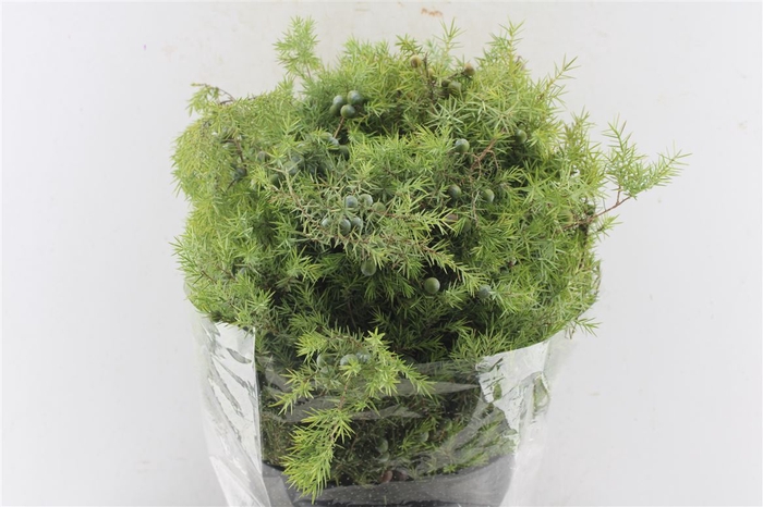 <h4>Jeneverbes 400 Gram</h4>