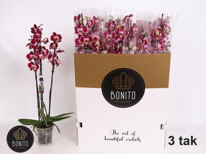 <h4>PHAL AN REIMS</h4>