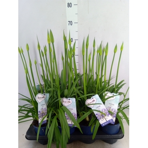 Agapanthus  'Amourette Superb'