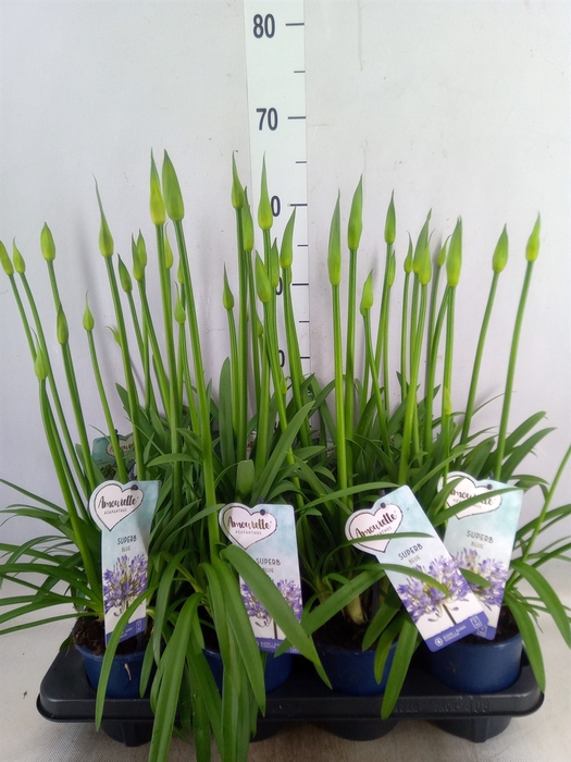 <h4>Agapanthus  'Amourette Superb'</h4>