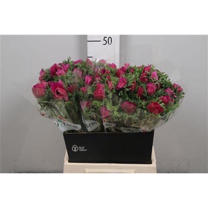 Anem Co Galil Purper