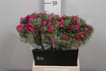 <h4>Anem Co Galil Purper</h4>