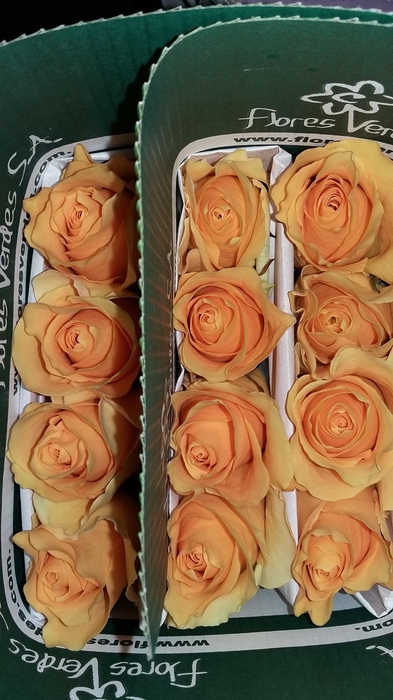 R Gr Jet Set Pink 50cm EC