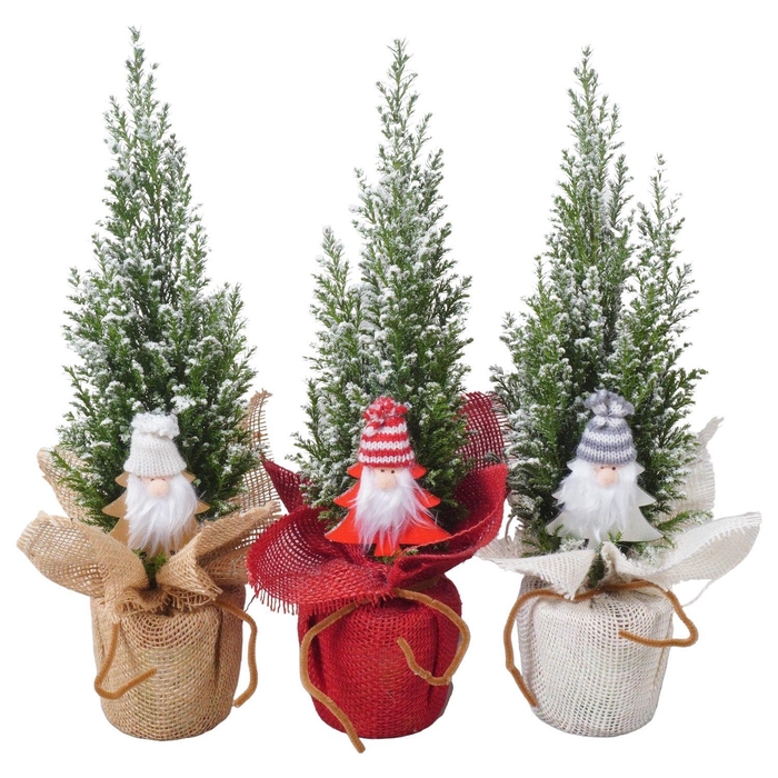 <h4>PTK25130 Ellwoodii met sneeuw in jute mix met decoratie</h4>