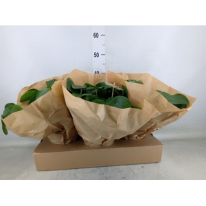 Pilea peperomioides