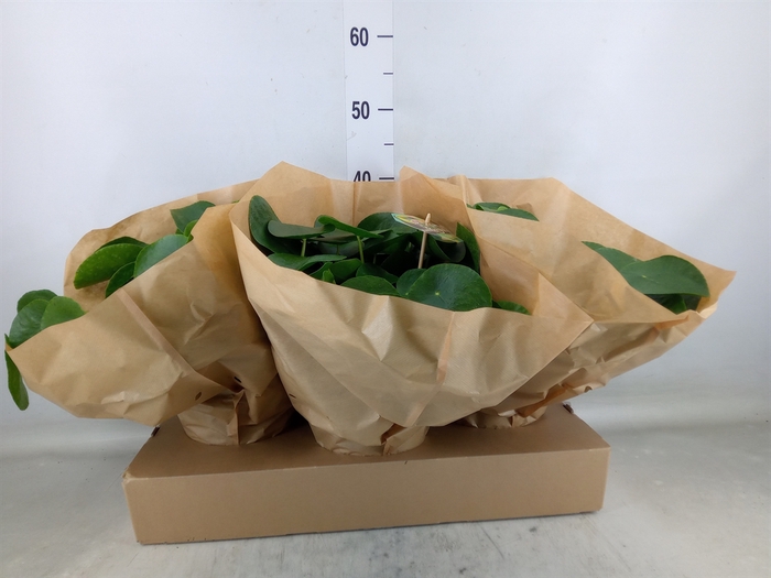 <h4>Pilea peperomioides</h4>