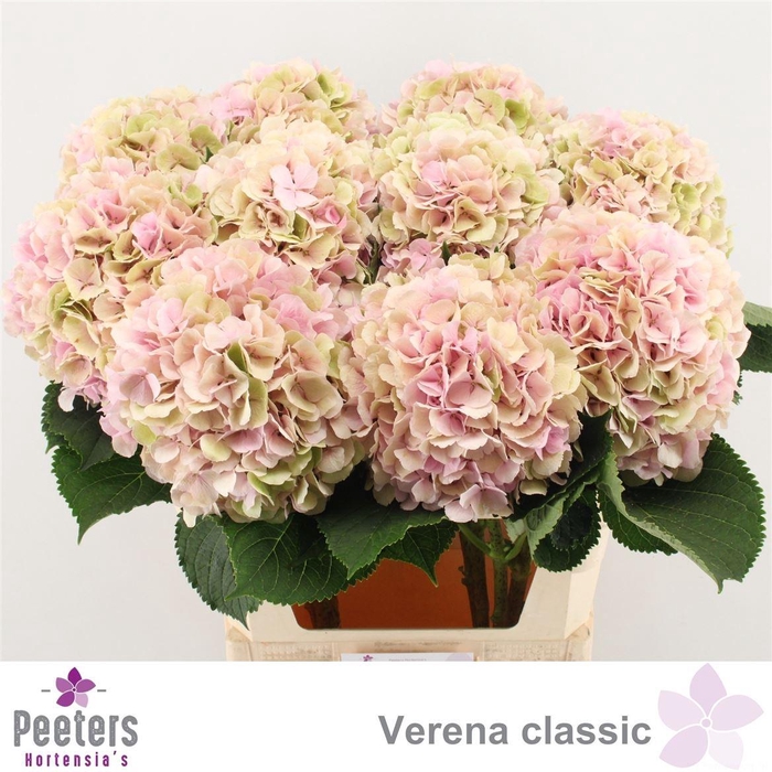 <h4>Hydr M Ch Verena Cl</h4>