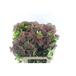 Viburnum Berries Xxl
