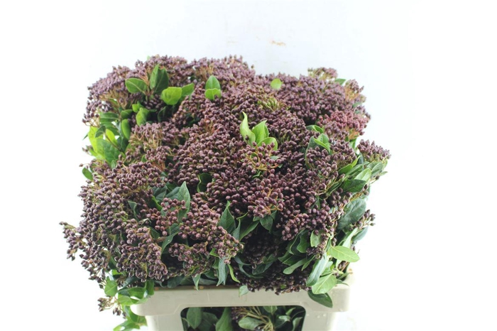 <h4>Viburnum Berries Xxl</h4>