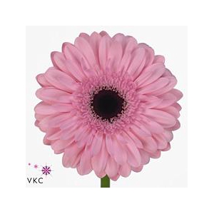 Gerbera diamond pre-semmy