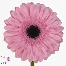 <h4>Gerbera diamond pre-semmy</h4>