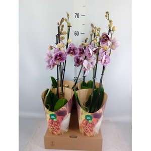 Phalaenopsis  'FC Black Stripes'