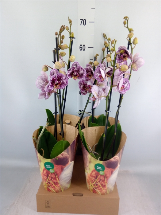 <h4>Phalaenopsis  'FC Black Stripes'</h4>