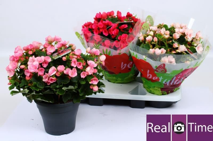 <h4>BEG EN BETULIA GEM</h4>
