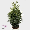 Euphorbia tirucalli 17 cm