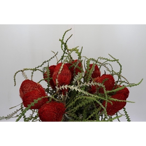 Banksia Speciosa Red