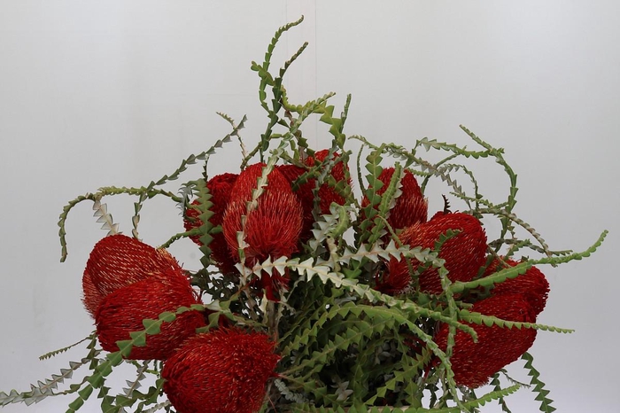 <h4>Banksia Speciosa Red</h4>
