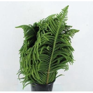 Araucaria araucana