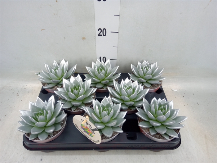 <h4>Echeveria  'Miranda'</h4>