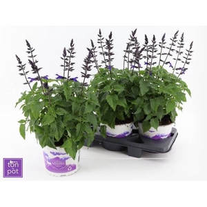 SALVIA LAKE BLUEBERR