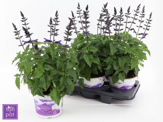 <h4>SALVIA LAKE BLUEBERR</h4>
