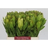 Leucadendron Goldstrike