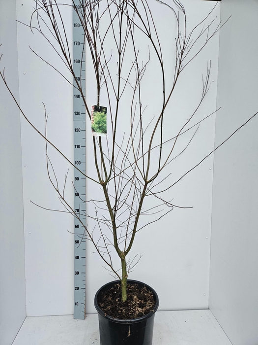 <h4>Acer palmatum Seiryu</h4>