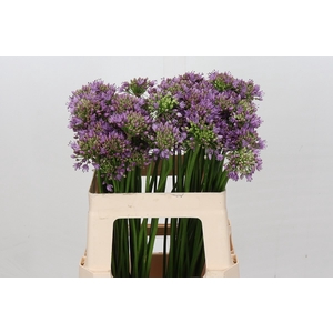 Allium Senescens