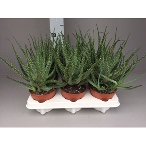 Aloe humilis