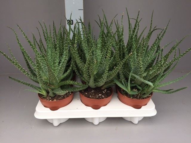 <h4>Aloe humilis</h4>