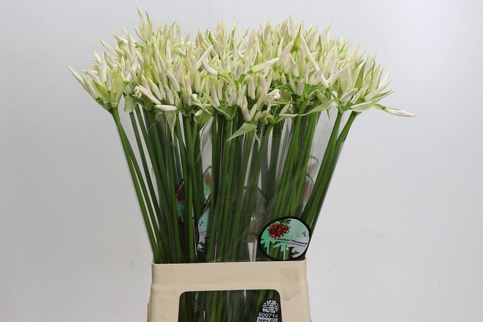 <h4>Nerine bowdenii 'White Charm'</h4>