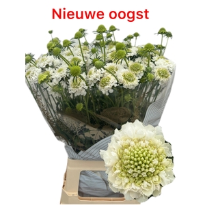 Scabiosa Focal Scoop White