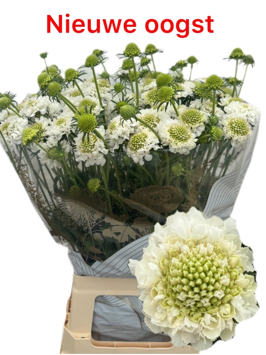 <h4>Scabiosa Focal Scoop White</h4>