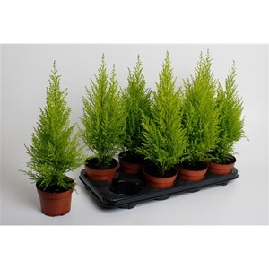 Cupressus macrocarpa