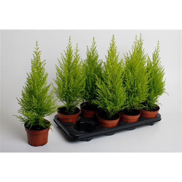 <h4>Cupressus macrocarpa</h4>